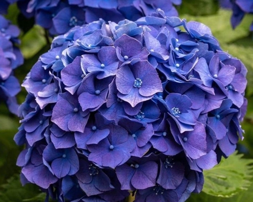 HYDRANGEA MACROPHYLLA modré guľovité súkvetie hortenzie detail