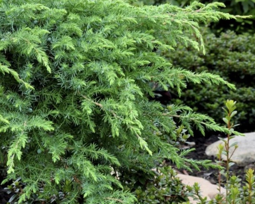 JUNIPERUS CONFERTA ‘SCHLAGER’ husté zelené výhony pôdopokryvnej borie