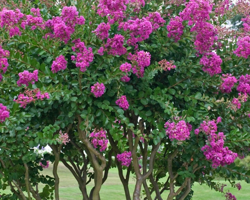 LAGERSTROEMIA INDICA bohato kvitnúci letný ker so sýto ružovými kvetmi