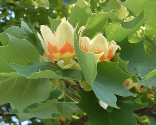 Liriodendron tulipifera ‘Fastigiata’ – detail tulipánovitých kvetov a laločnatých listov