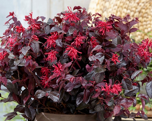 LOROPETALUM CHINENSE ‘RUBRUM’ tmavolistý vždyzelený ker s ružovými kvetmi