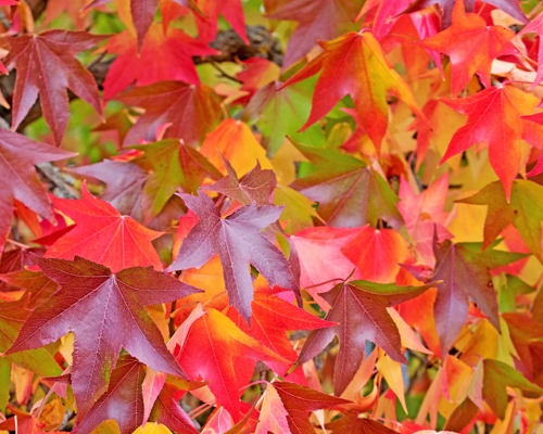 Liquidambar styraciflua – farebné jesenné listy ambrovníka styraxového