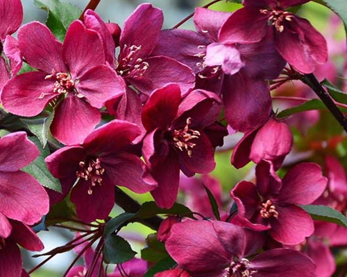 Malus ‘Royalty’ – tmavoružové kvety okrasnej jablone v detailnom zábere