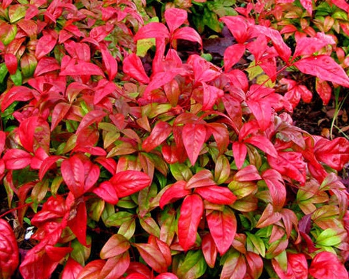 NANDINA DOMESTICA ‘FIRE POWER’ intenzívne červené zimné listy detail
