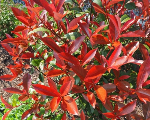 PHOTINIA × FRASERI 'Robusta Compact' – červené mladé listy na jar