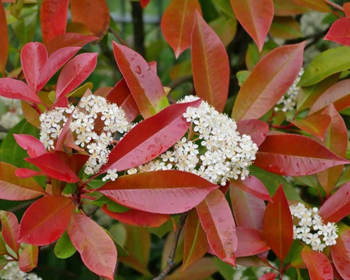 Photinia fraseri Red Robin – detail sýto červených mladých listov