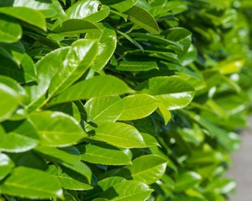 PRUNUS LAUROCERASUS 'NOVITA' – detail lesklých tmavozelených listov vavrínovca