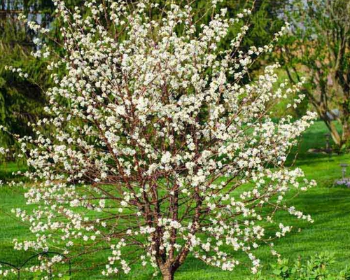 Prunus ‘Carmine Jewel’ - celkový habitus rastliny