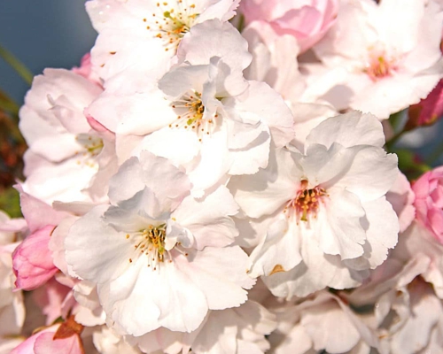 Prunus serrulata ‘Amanogawa’ – svetloružové kvety japonskej sakury v detailnom zábere