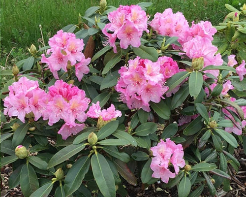 RHODODENDRON HYBRIDES – detail ružových kvetov v súkvetí