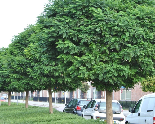 Robinia pseudoacacia ‘Umbraculifera’ – guľovitý agát na kmienku v mestskom priestore