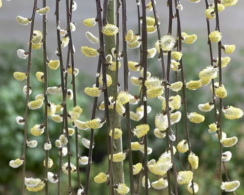 Salix caprea ‘Pendula’ – striebristosivé jahňady previsnutej vŕby