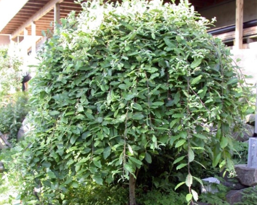 SALIX CAPREA ‘KILMARNOCK’ – previsnutá koruna stromčeka na kmienku