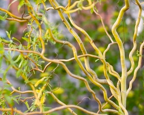 Salix erythroflexuosa – špirálovito skrútené výhony v detailnom zábere