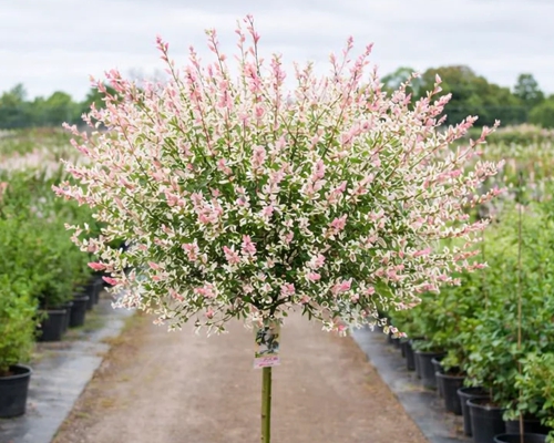 Salix integra ‘Hakuro-Nishiki’ – guľovitá vŕba s ružovo-bielo panašovanými listami
