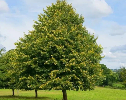 Tilia cordata ‘Greenspire’ – pravidelný pyramídový vzrast lipy malolistej