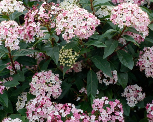 VIBURNUM TINUS ‘EVE PRICE’ – kompaktný vždyzelený ker s ružovo-bielymi kvetmi