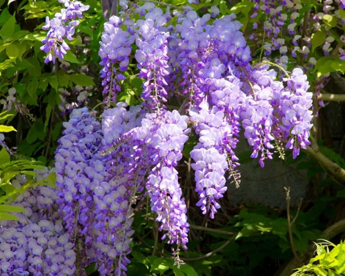 WISTERIA CHINENSIS – previsnuté fialové strapce kvetov na jar