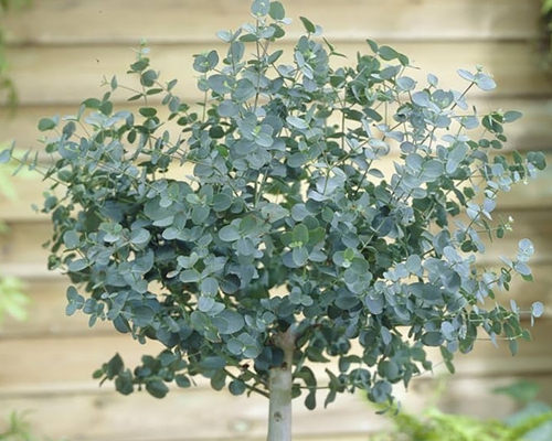 Eucalyptus gunnii Azura – mrazuvzdorný eukalyptus na kmienku s modrosivými listami