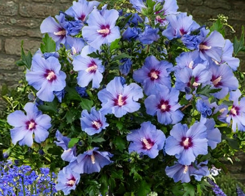 Hibiscus syriacus – ibištek sýrsky s veľkými letnými kvetmi v záhrade