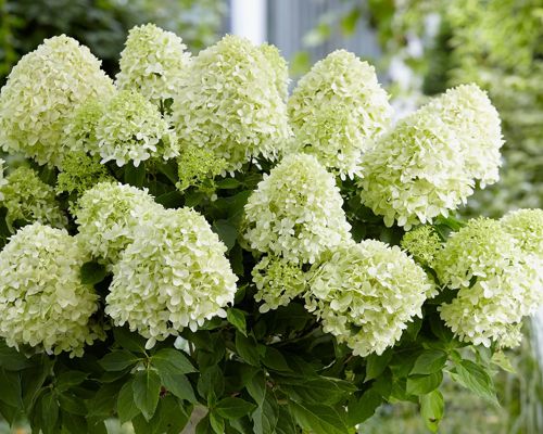 Hydrangea paniculata 'Hercules' – hortenzia metlinatá s veľkými bielymi súkvetiami