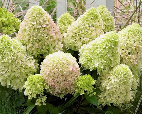 Hydrangea paniculata 'Little Fraise' – kompaktná hortenzia s bielo-ružovými kvetmi