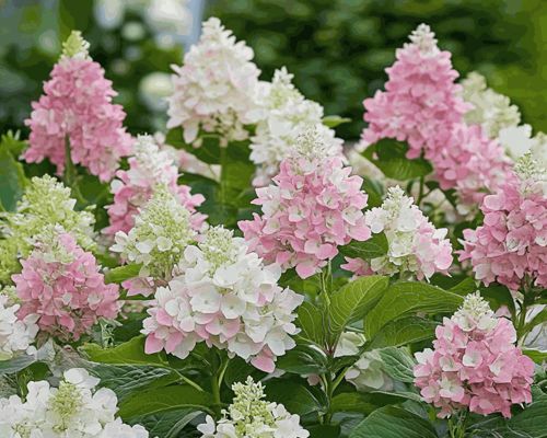 Hydrangea paniculata 'Pinky Winky' – hortenzia metlinatá s bielo-ružovými súkvetiami