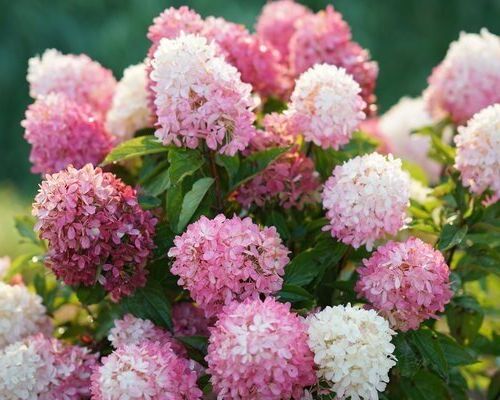 Hydrangea paniculata 'Sundae Fraise' – metlinatá hortenzia s bielo-ružovými kvetmi