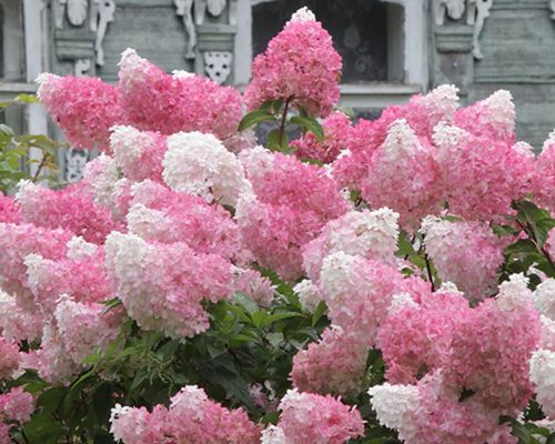 Hydrangea paniculata 'Vanille Fraise' – kvitnúci ker hortenzie s ružovými metlinami