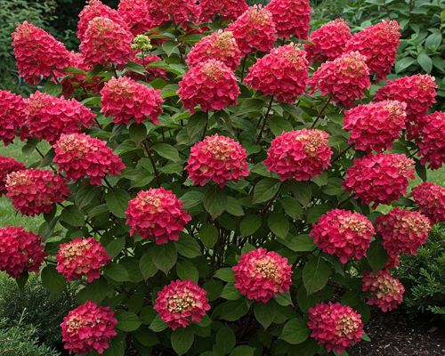 Hydrangea paniculata 'Wim's Red' – hortenzia metlinatá s tmavočervenými kvetmi