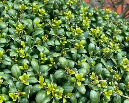 Ilex crenata 'Convexa' – detail drobných lesklých listov
