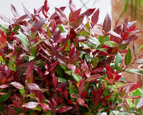 Leucothoe fontanesiana 'Little Flame' – hustý vždyzelený ker s červenými výhonmi