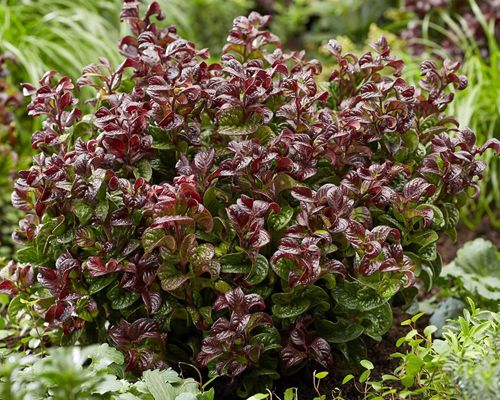 Leucothoe axillaris 'Curly Red' – celkový vzhľad rastliny