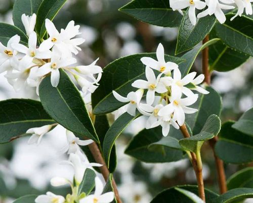 Osmanthus × burkwoodii - kvety