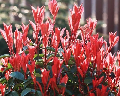 Photinia fraseri Little Red Robin – kompaktný vždyzelený ker s červenými mladými listami