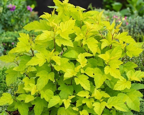 Physocarpus opulifolius Darts Gold – žlté dekoratívne listy detail