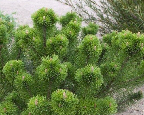 Pinus mugo var. mughus – nízka horská borovica s hustým kompaktným rastom