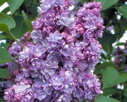 Syringa vulgaris Michel Buchner – plnokvetý orgován s fialovými voňavými kvetmi