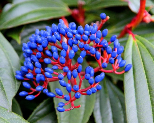 Viburnum davidii – modré okrasné plody na vždyzelenom kríku