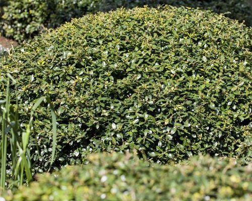 Ilex crenata 'Green Lustre' – kompaktný vždyzelený ker
