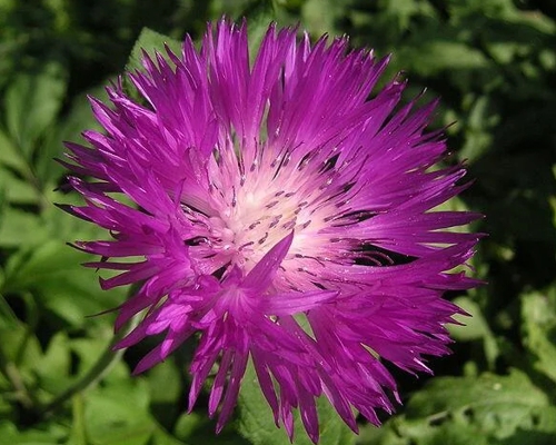CENTAUREA DEALBATA
