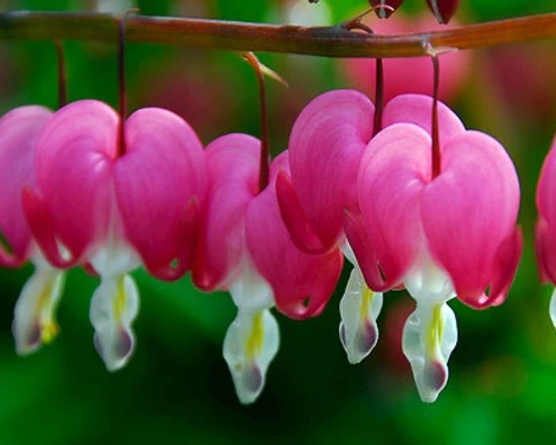 DICENTRA SPECTABILIS- Srdcovka nádherná