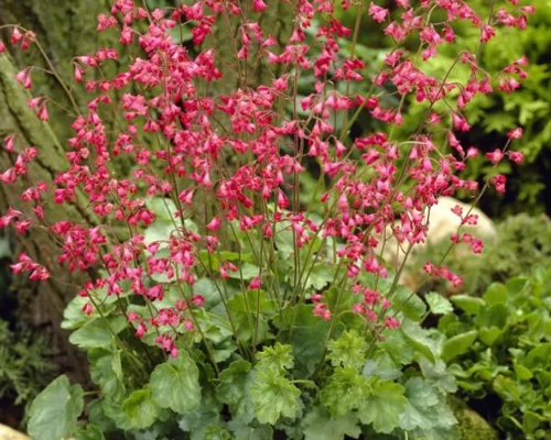 HEUCHERA ‘LEUCHTKÄFER’