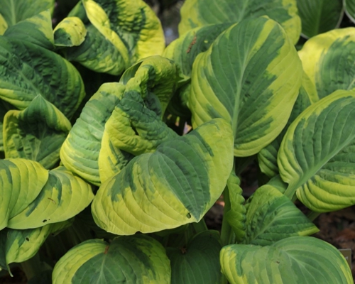 HOSTA ‘CARNIVAL’