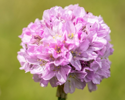 ARMERIA PSEUDOARMERIA