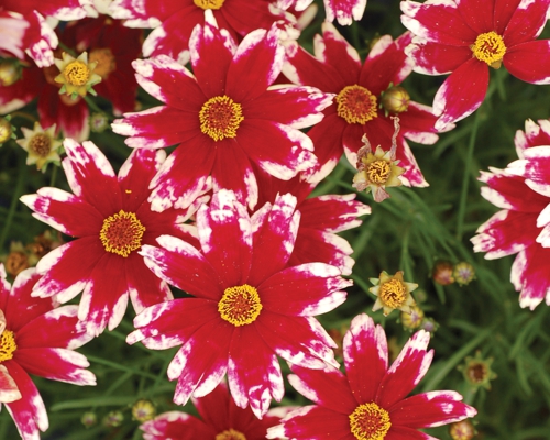 COREOPSIS VERTICILLATA 'RUBY FROST'