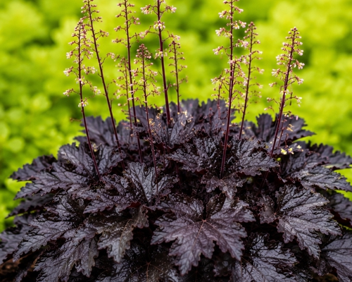 HEUCHERA × HYBRIDA 'BLACK TAFFETA'