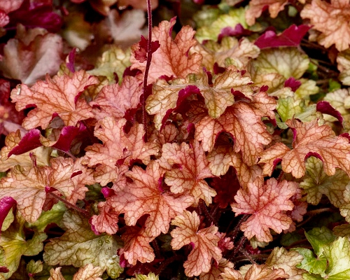HEUCHERA × HYBRIDA 'WORLD CAFFÉ™ AMERICANO'