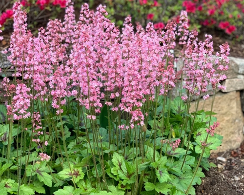 HEUCHERELLA × HYBRIDA 'PINK REVOLUTION'