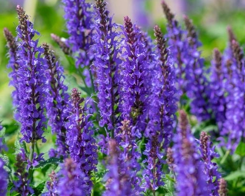SALVIA NEMOROSA 'NOBLE KNIGHT'